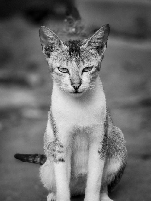 Free Black and white portrait of a domestic cat sitting outdoors. Stock Photo