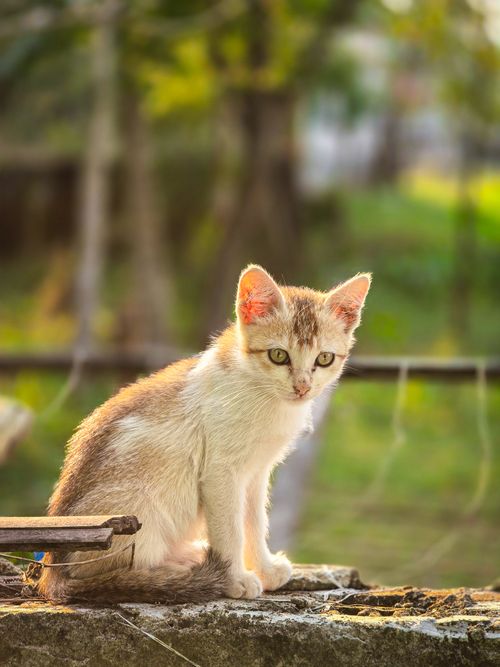 Free Adorable kitten sitting on a stone outdoors with blurred greenery in the background. Stock Photo