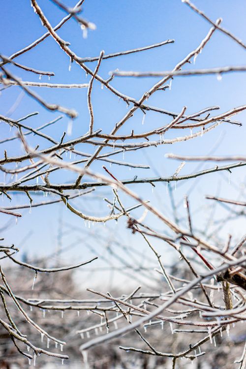 Free Close-up of icy branches on a crisp winter day, capturing nature's beauty. Stock Photo