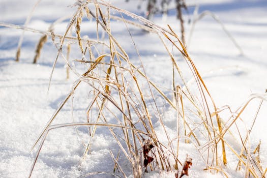 Close-up of frosty grass blades emerging through pristine white snow in winter.