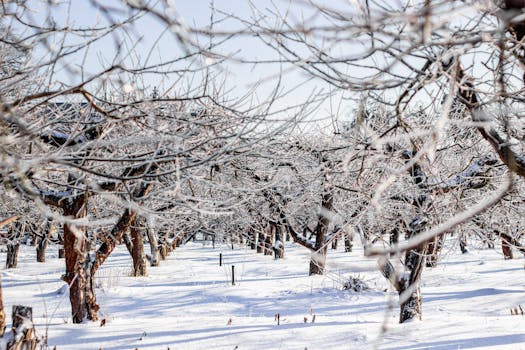 A serene winter scene of snow-covered trees in a frosty orchard.