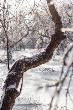 A serene winter landscape featuring a tree with snow and ice, evoking calmness and beauty.