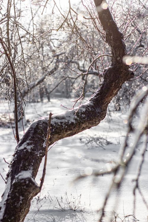 Free A serene winter landscape featuring a tree with snow and ice, evoking calmness and beauty. Stock Photo