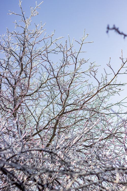 Free A crisp winter scene of frosty tree branches under a clear blue sky. Stock Photo