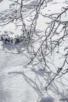 A serene winter scene of snow-covered branches casting delicate shadows on pristine white snow.