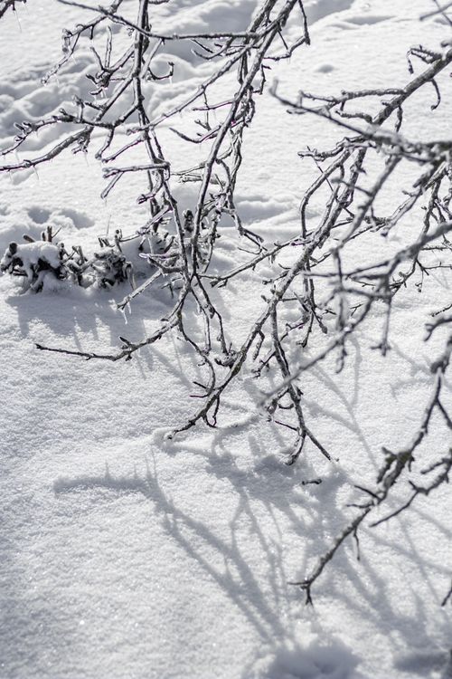Free A serene winter scene of snow-covered branches casting delicate shadows on pristine white snow. Stock Photo