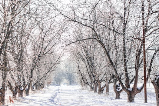 A serene winter pathway lined with frost-covered trees, capturing the beauty of a snowy landscape.