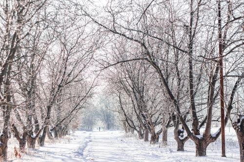 Free A serene winter pathway lined with frost-covered trees, capturing the beauty of a snowy landscape. Stock Photo