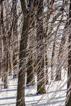 Beautiful winter forest scene with trees glistening under a coat of ice and snow.