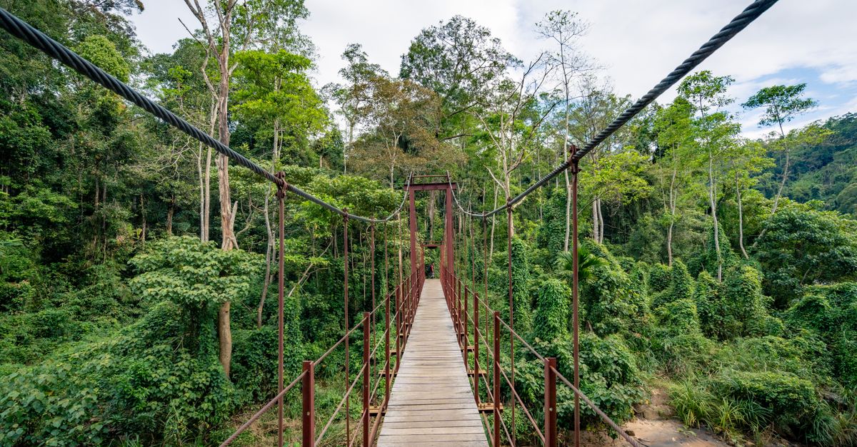 A scenic view of a suspension bridge in a vibrant green tropical forest capturing nature s beauty.