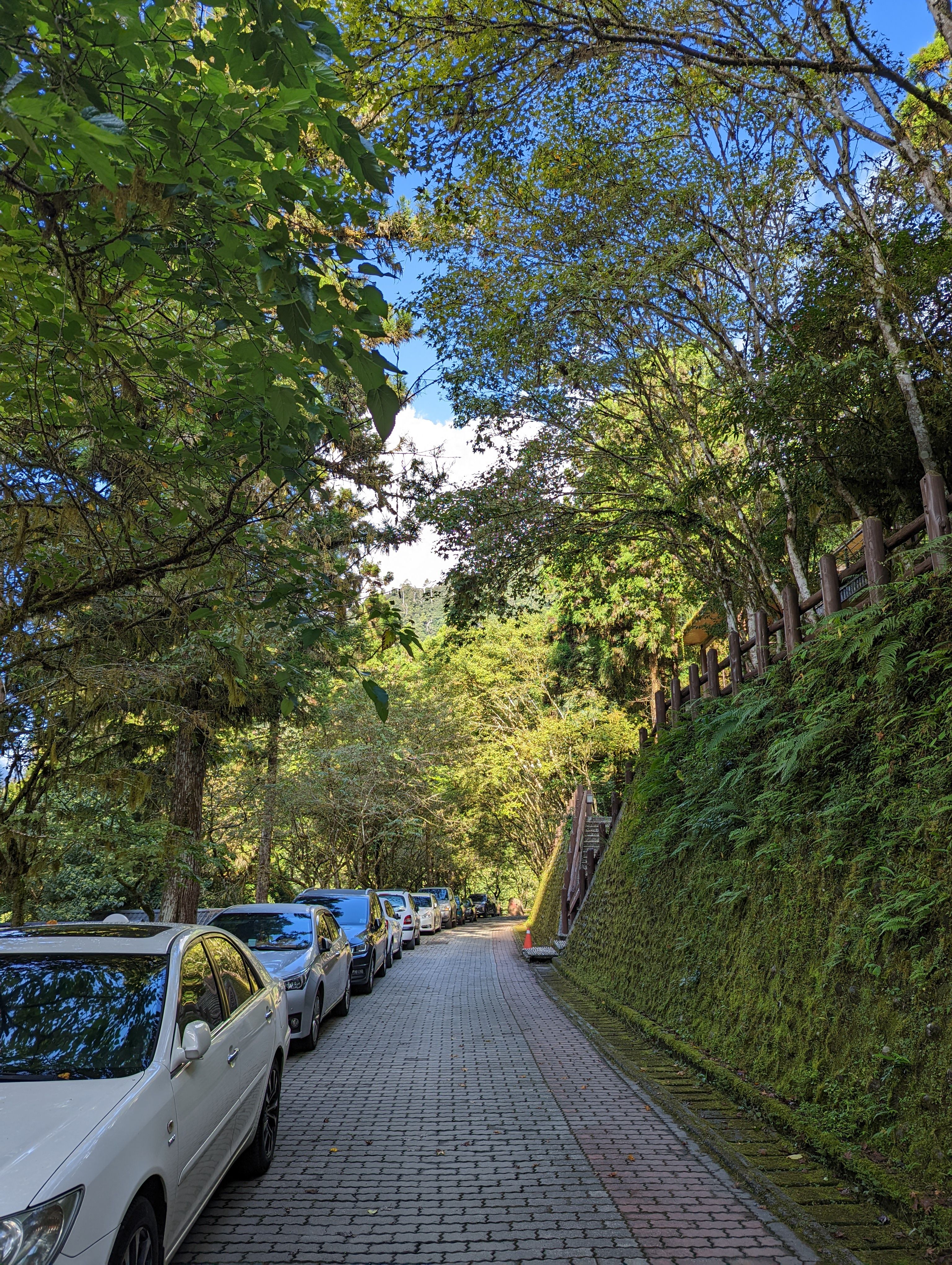 Cars parked along a tree-lined path in Yilan, Taiwan, showcasing nature's beauty in a mountain forest setting.