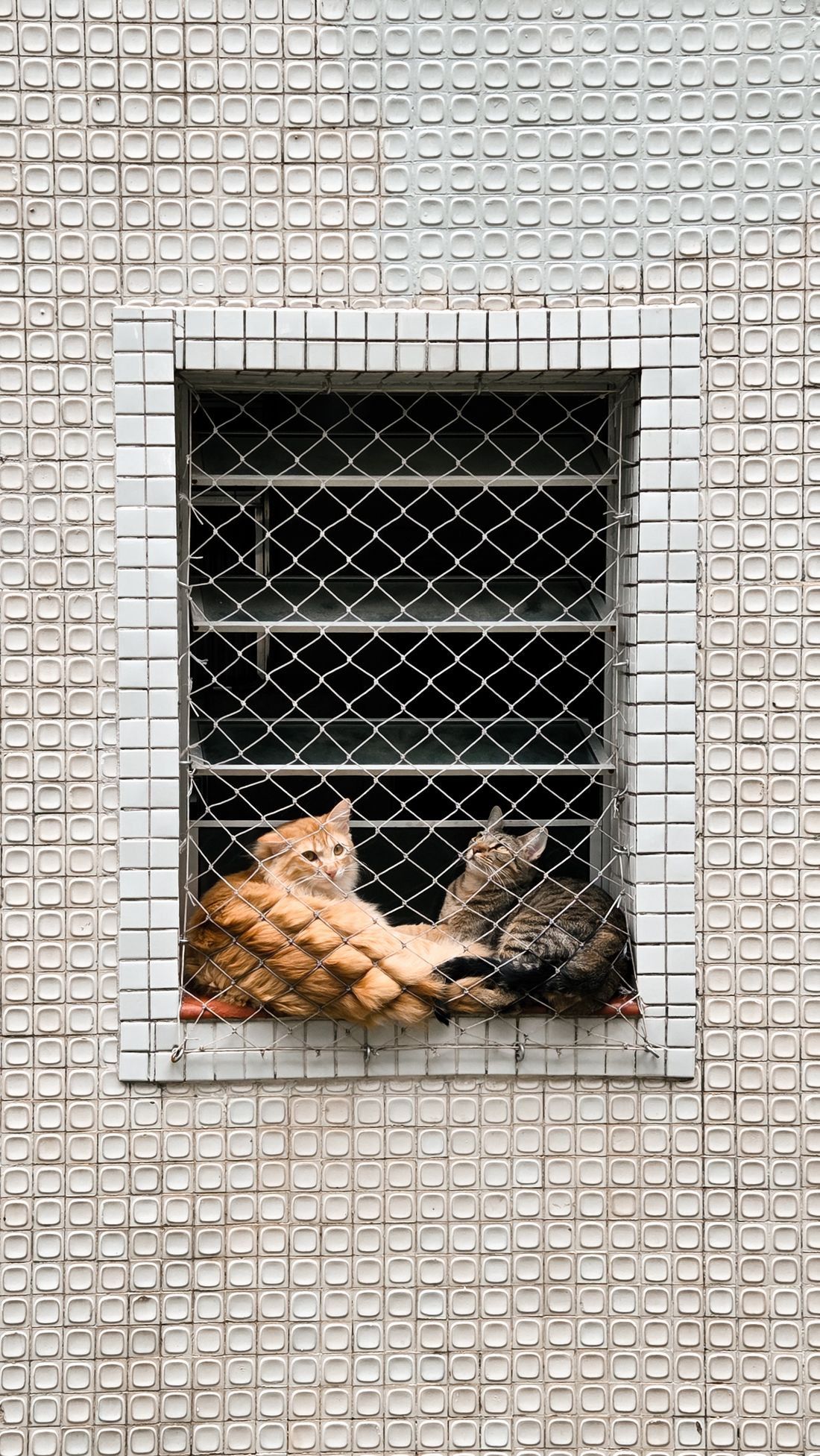 Two cats resting at a window behind protective mesh