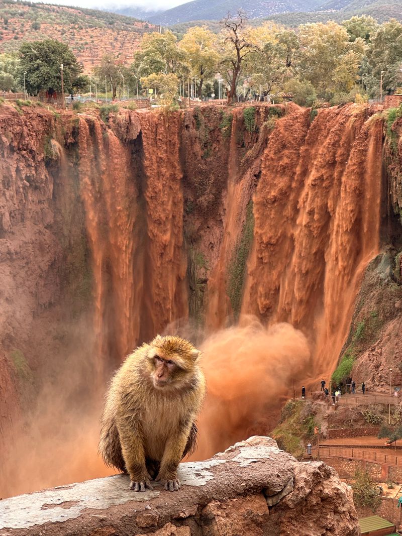 Barbary macaque Ouzoud Falls Morocco