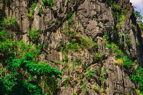 Free Vibrant green plants thriving on a rugged limestone cliff, showcasing nature's resilience and beauty. Stock Photo