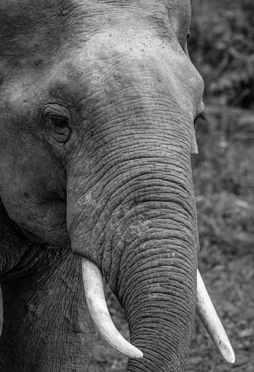 Photo En Niveaux De Gris De L'éléphant