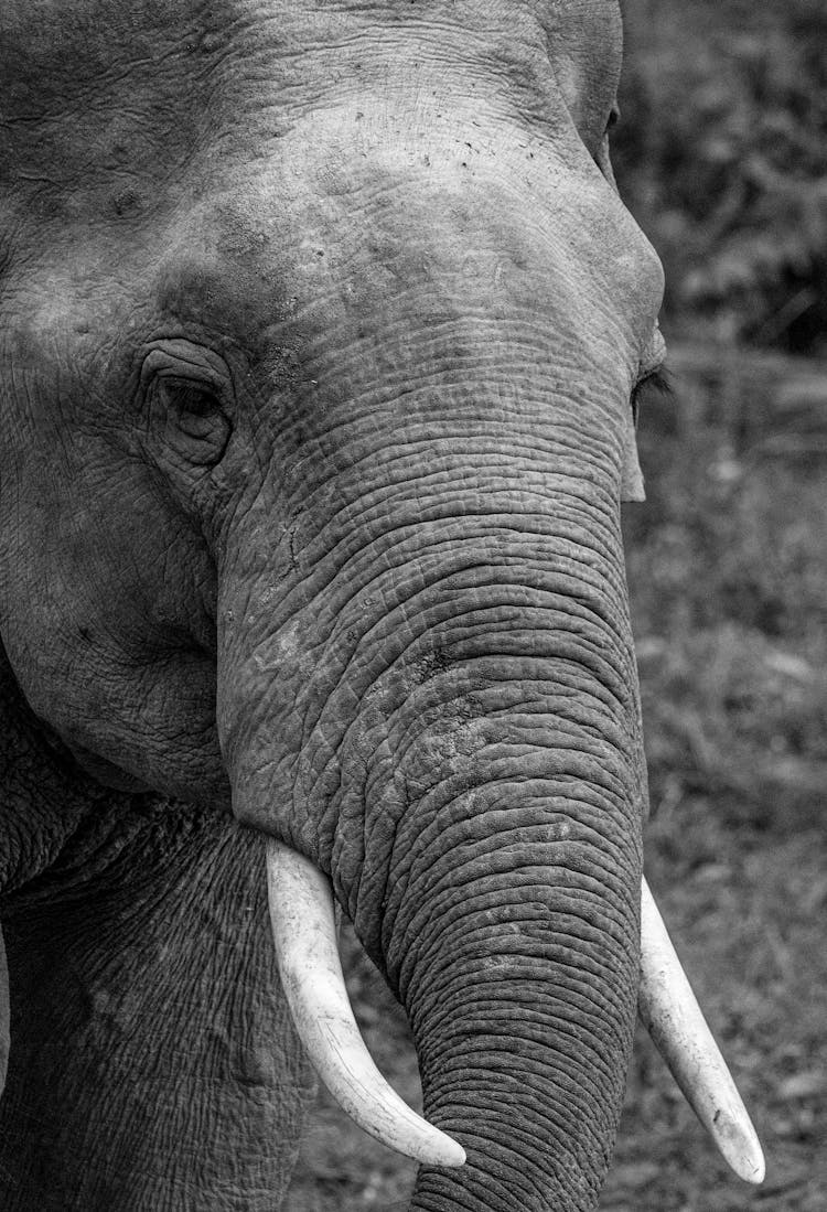 Grayscale Photo Of Elephant