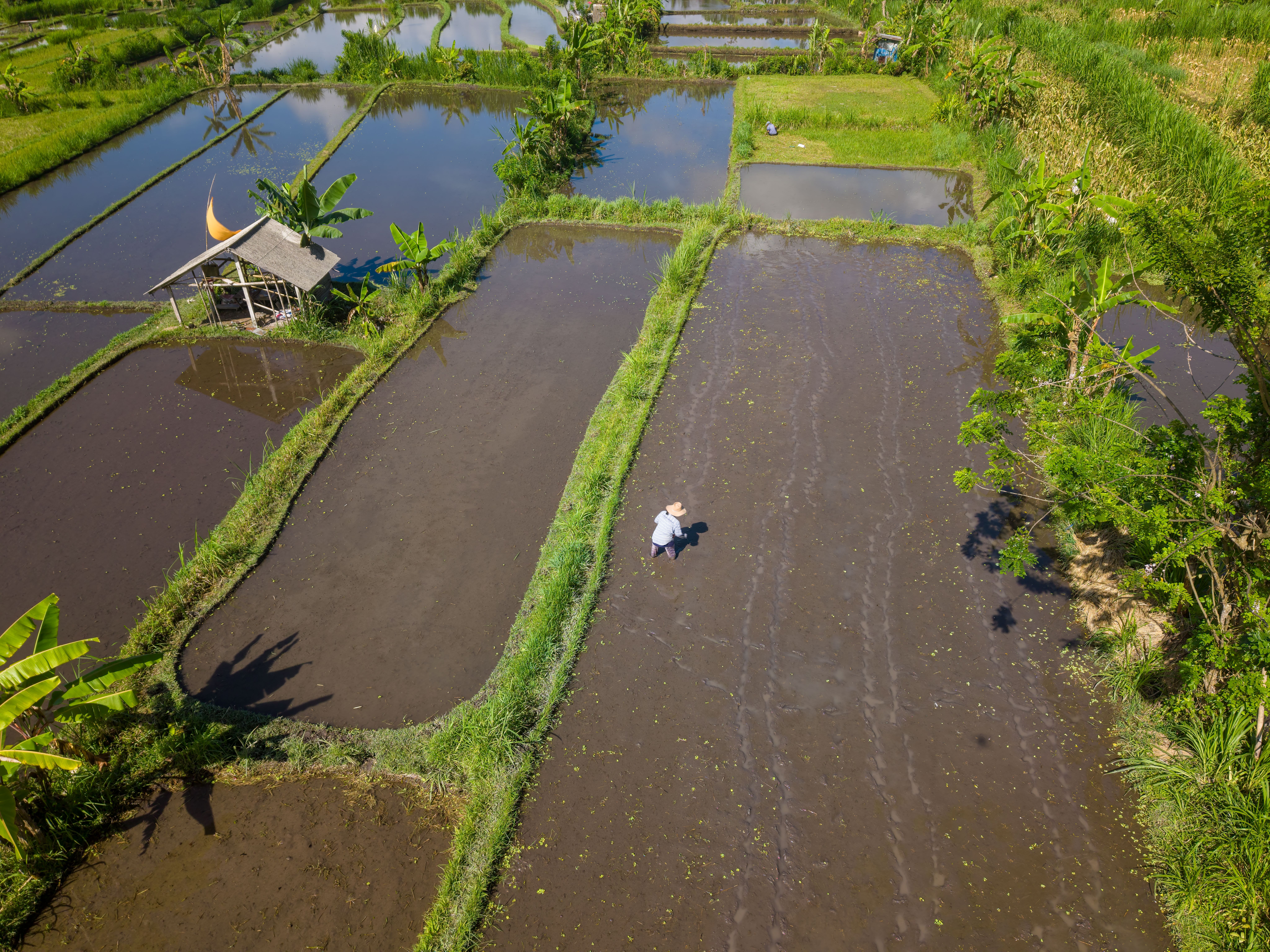 Aerial View of Rice Fields in Bali, Indonesia · Free Stock Photo