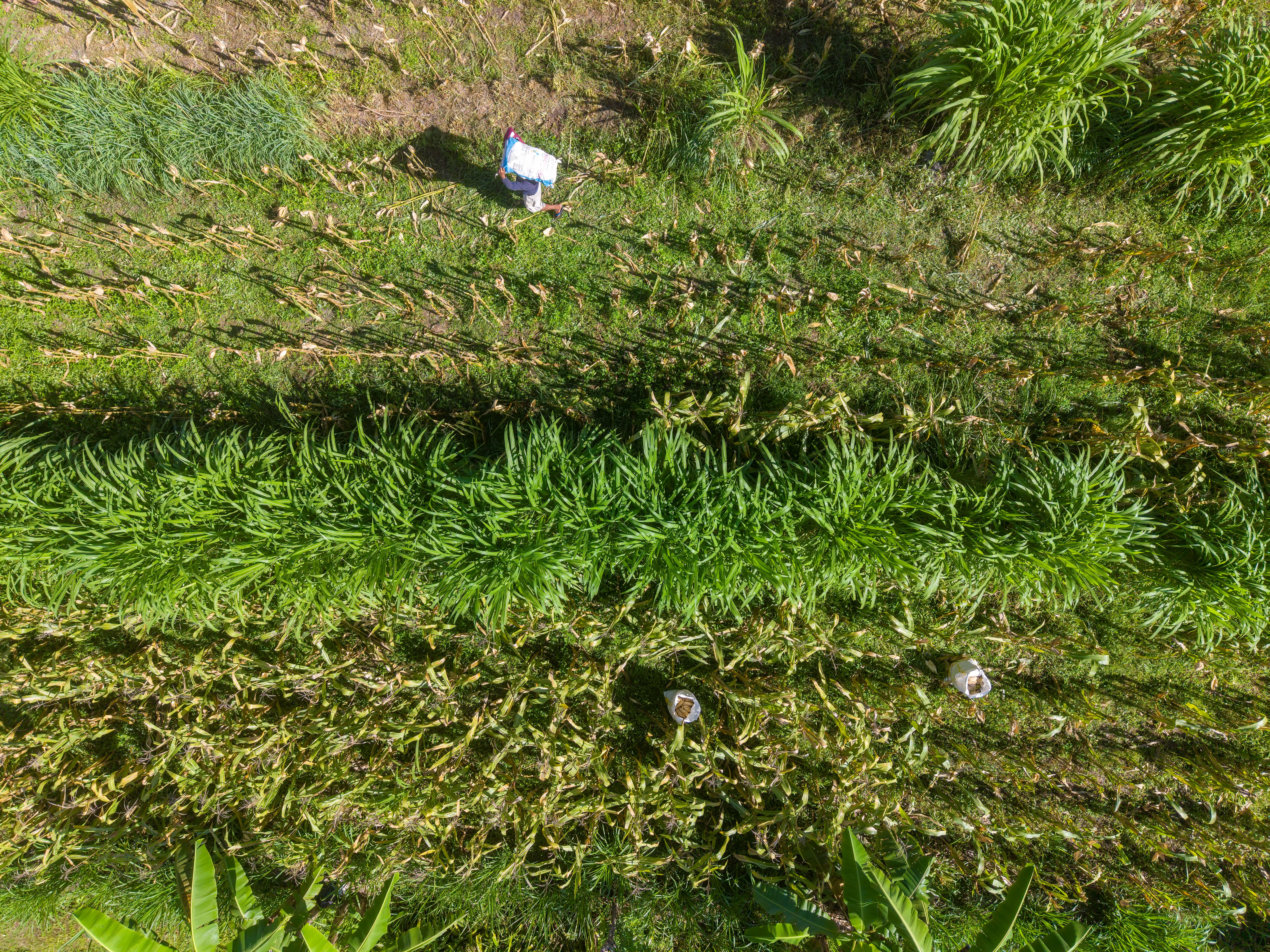 Aerial View of Lush Green Crops in Bali Field · Free Stock Photo