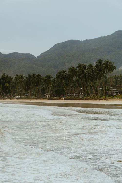 Free Scenic tropical beach lined with palm trees against mountain backdrop. Stock Photo