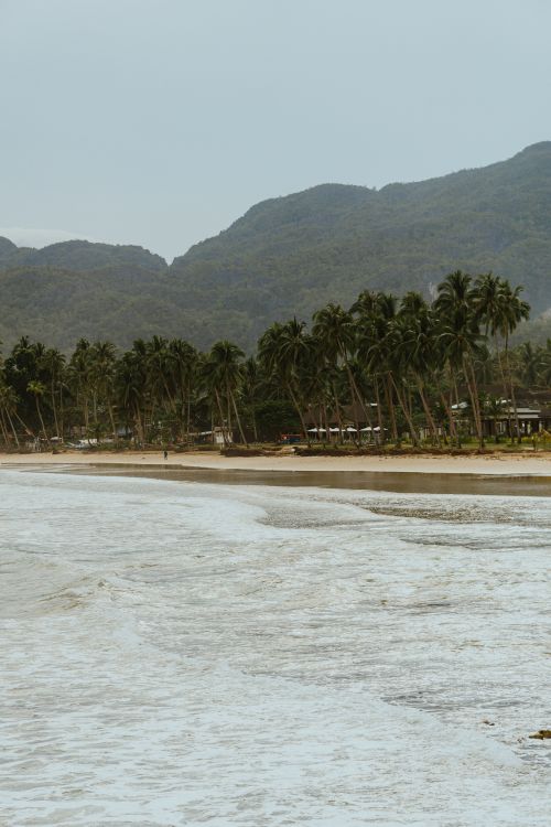 Free Scenic view of a tropical beach lined with palm trees against a backdrop of lush mountains. Stock Photo