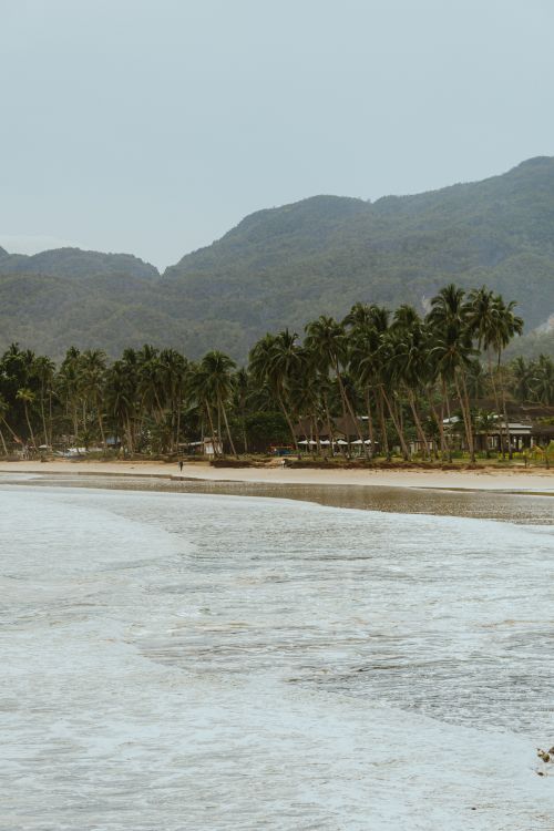 Free Serene tropical beach lined with palm trees against a stunning mountain backdrop. Stock Photo