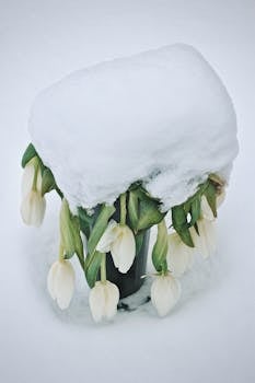 White snowdrops emerge under a thick snow layer, symbolizing resilience and the arrival of spring.
