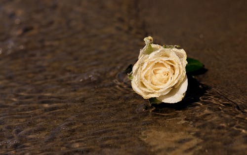 Free White Rose Fiore Sulla Riva Stock Photo
