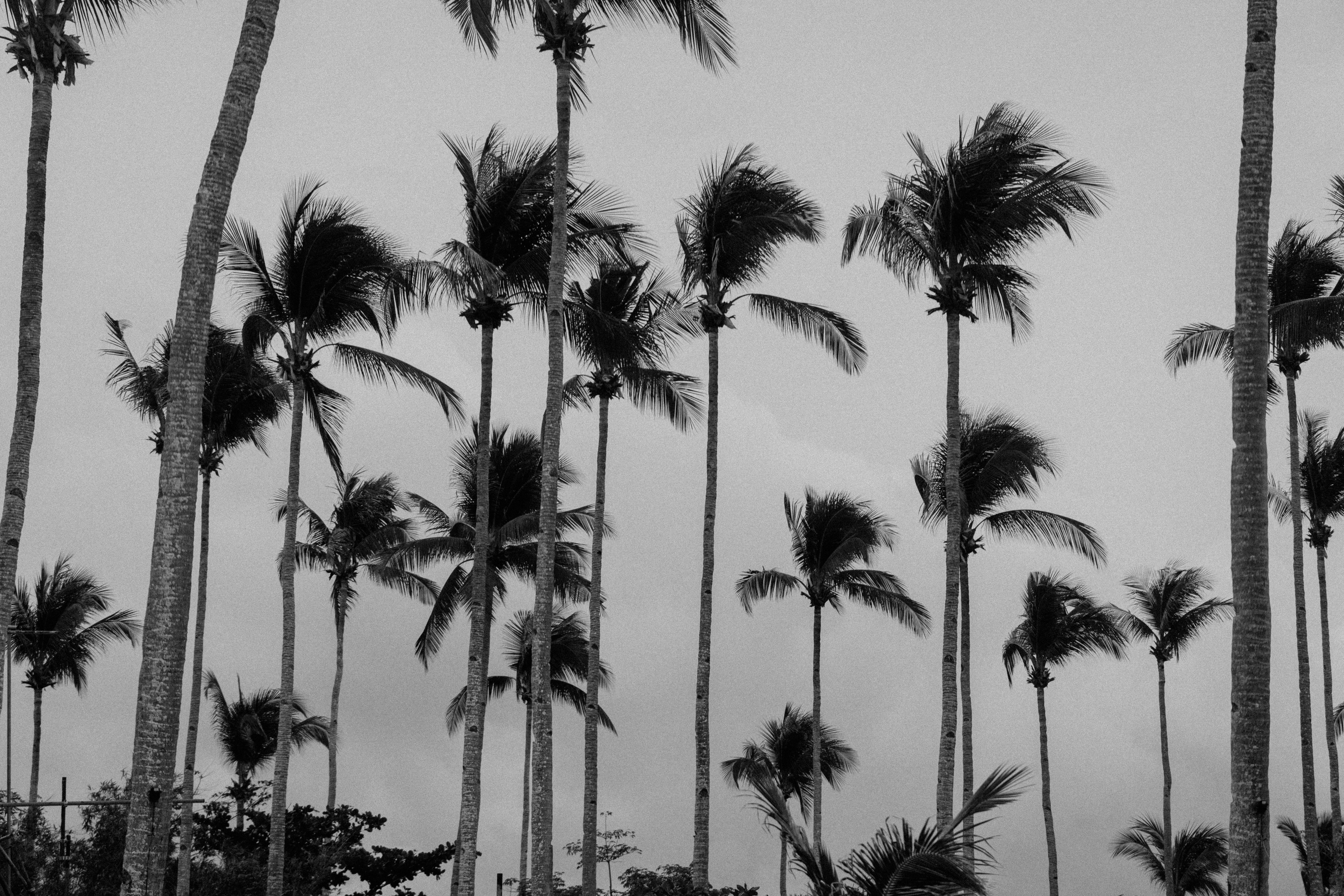Black and White Palm Tree Skyline · Free Stock Photo