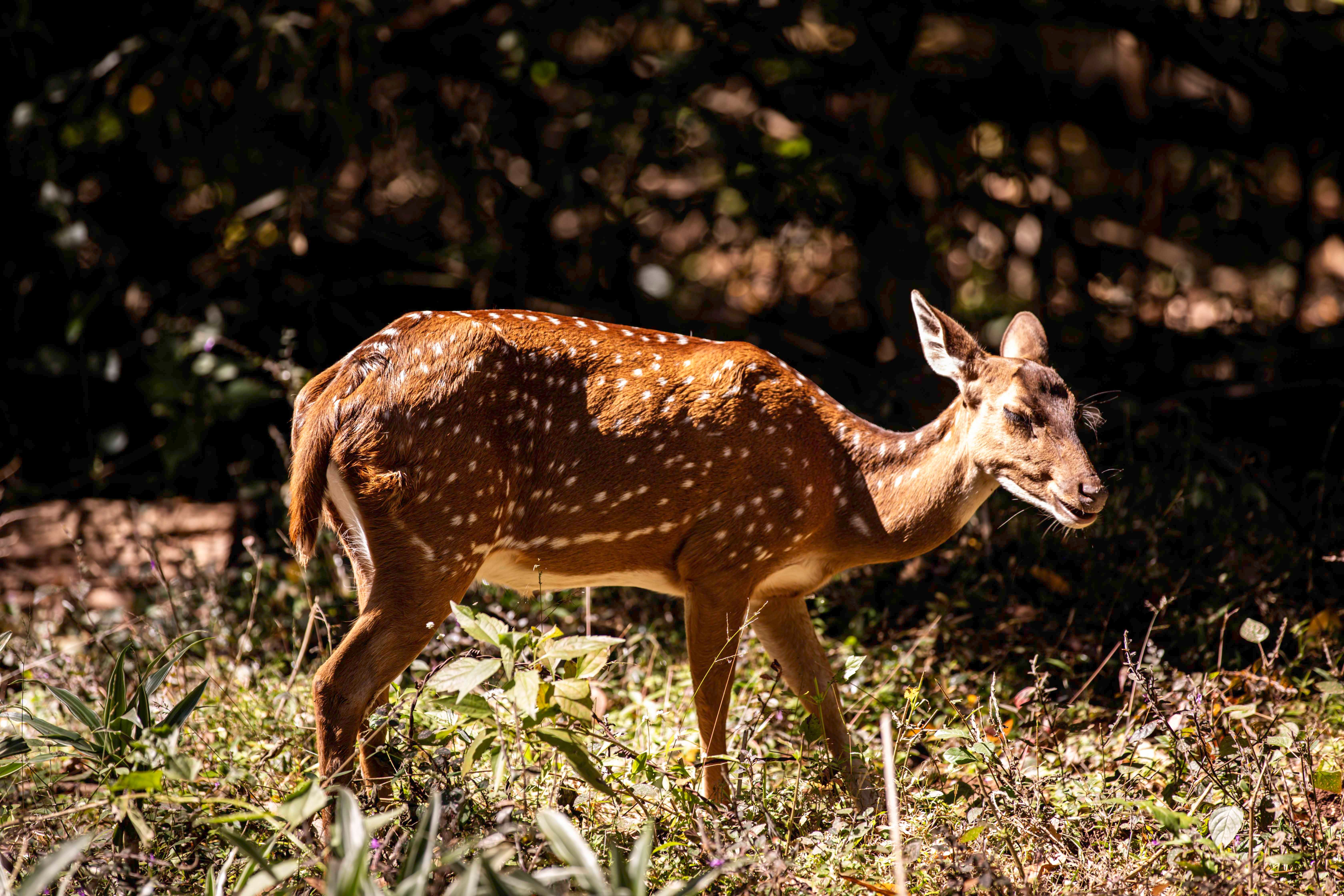 Where to stay in Bandipur: complete area guide
