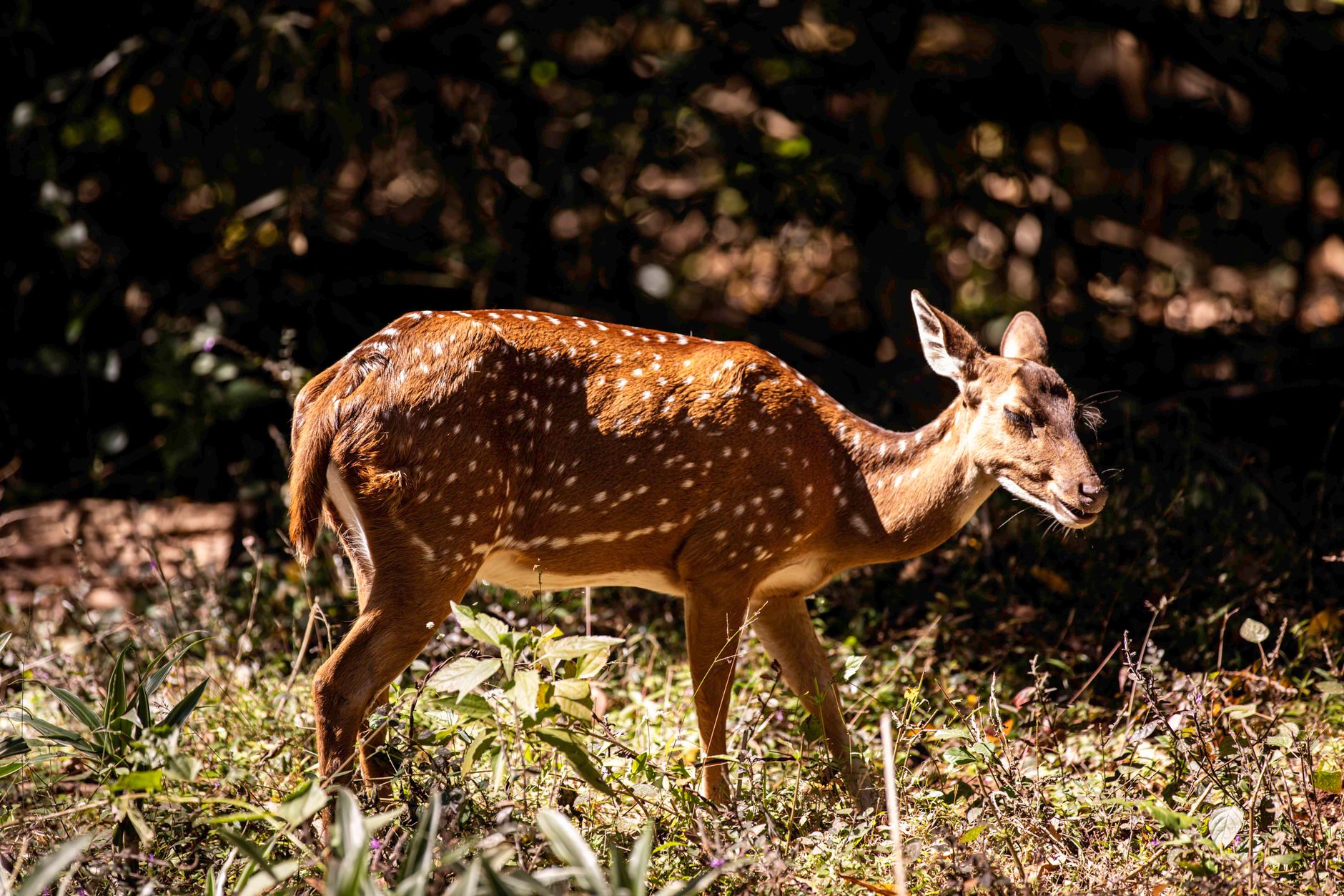 Where to stay in Bandipur: complete area guide
