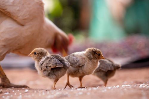 Free Cute baby chicks roam under the hen's watchful eye, showcasing nature's innocence. Stock Photo