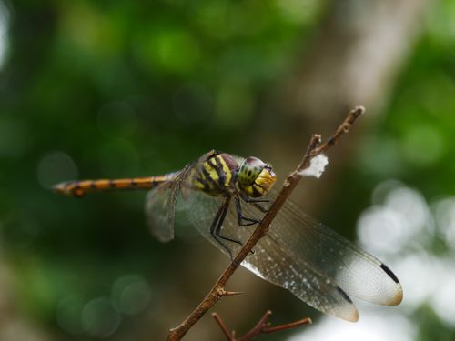 Free Detailed macro photo of a dragonfly perched on a twig, against a blurred green background. Stock Photo