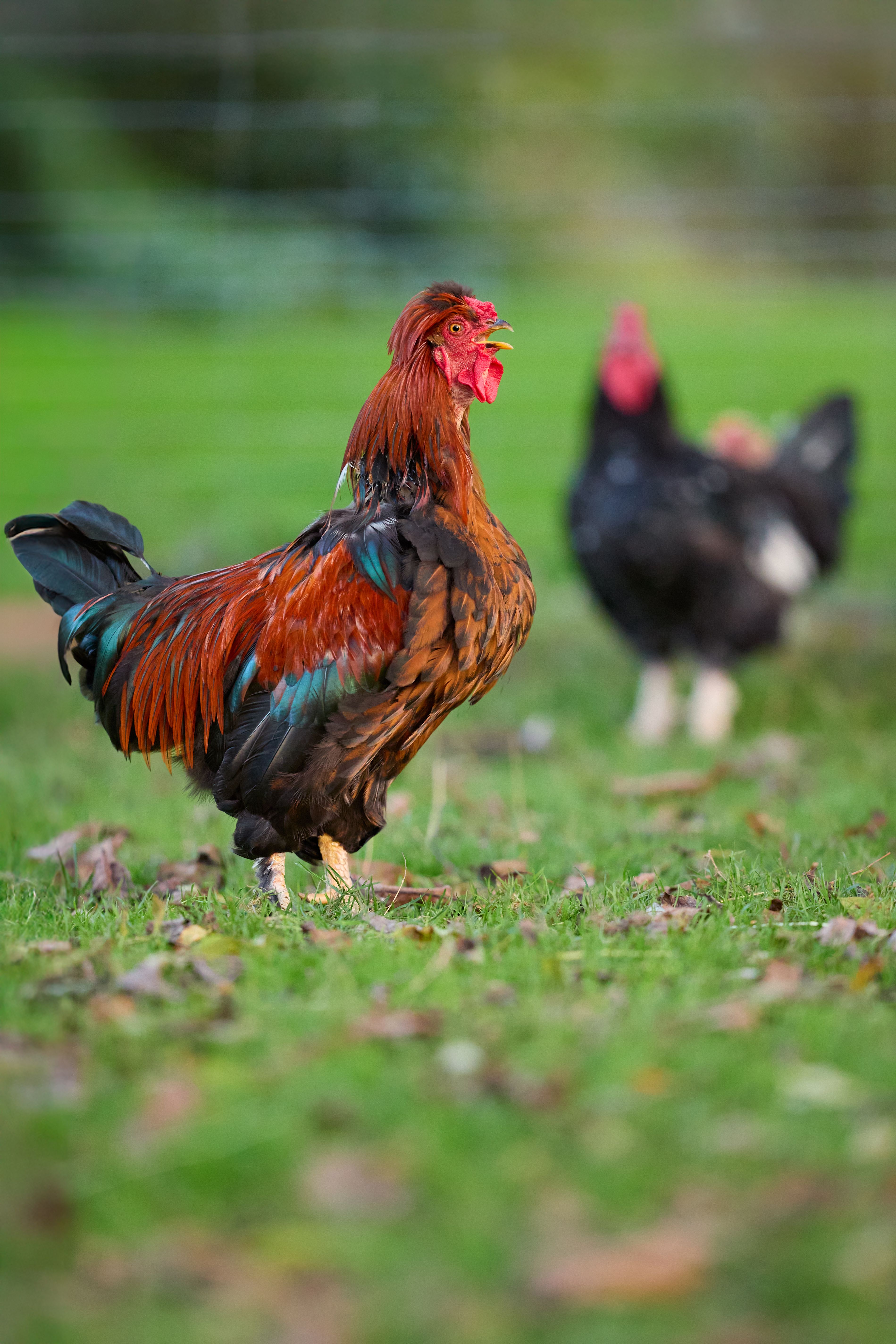 Vibrant Rooster in Lush Green Farm Setting · Free Stock Photo