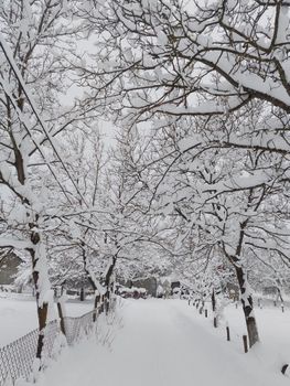 Beautiful winter scene with snow-laden trees arching over a serene pathway.