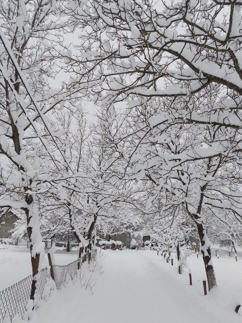 Free Beautiful winter scene with snow-laden trees arching over a serene pathway. Stock Photo