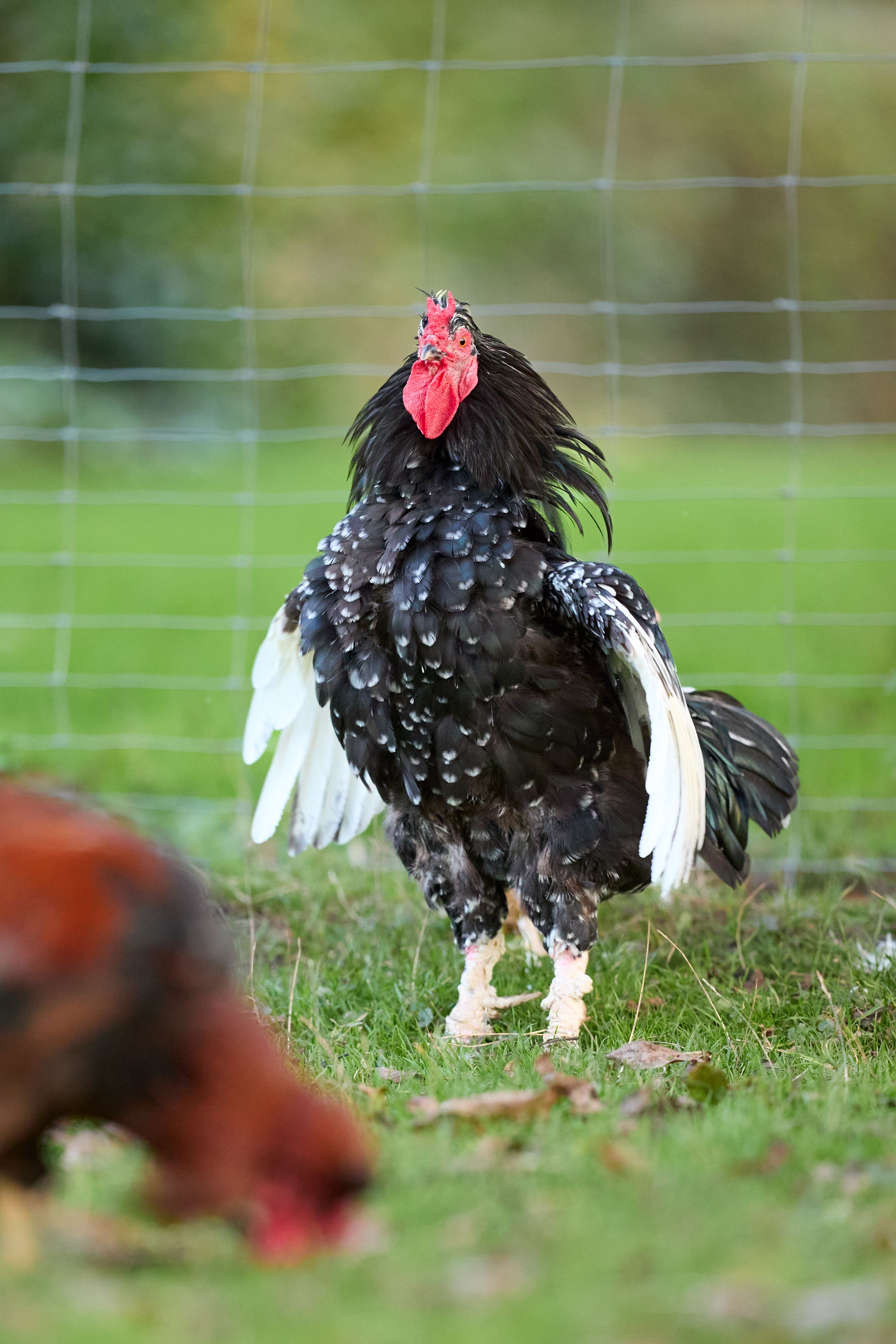 Colorful Speckled Rooster in Rural Farm Setting · Free Stock Photo