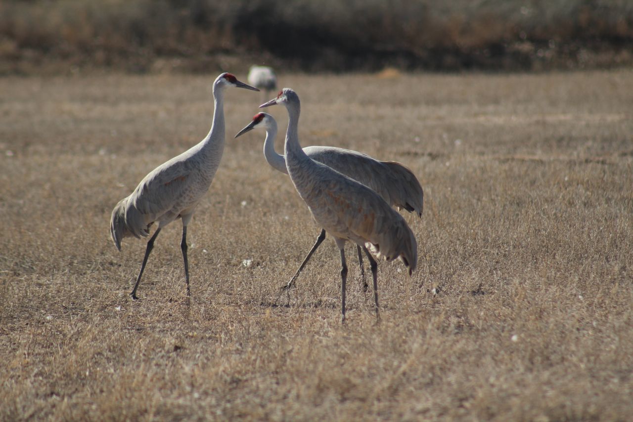 three sandhill cranes standing in a dry field during the day