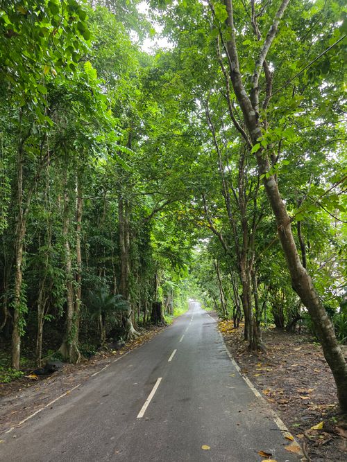 Free Tranquil path through a verdant forest, perfect for travel inspiration. Stock Photo