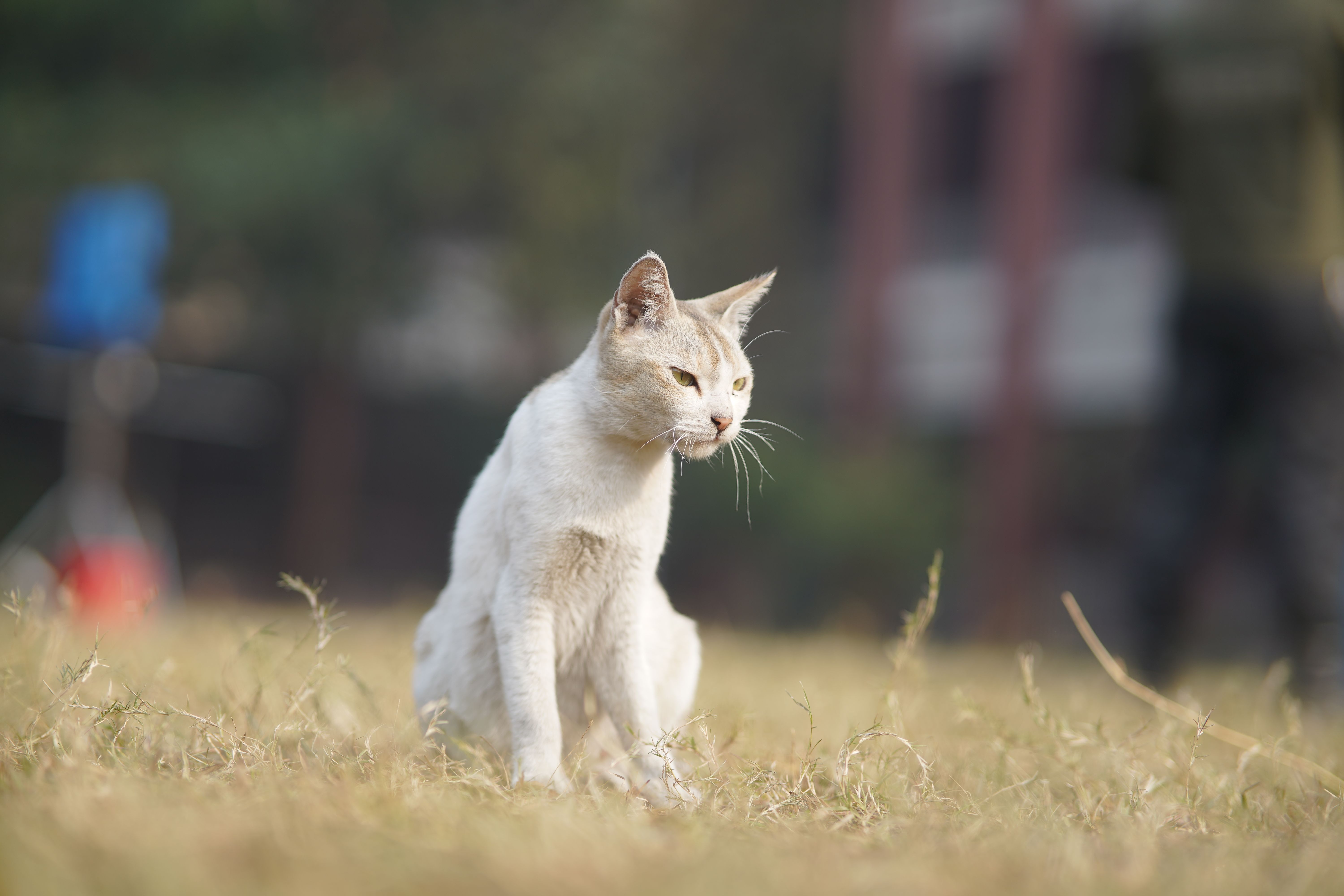 A cat undergoing diagnostic blood testing at a veterinary clinic