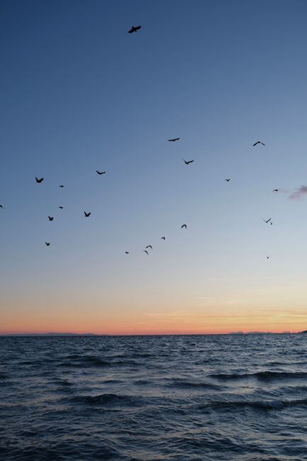 Birds soaring over the ocean during a tranquil sunset in Büyükçekmece, İstanbul.