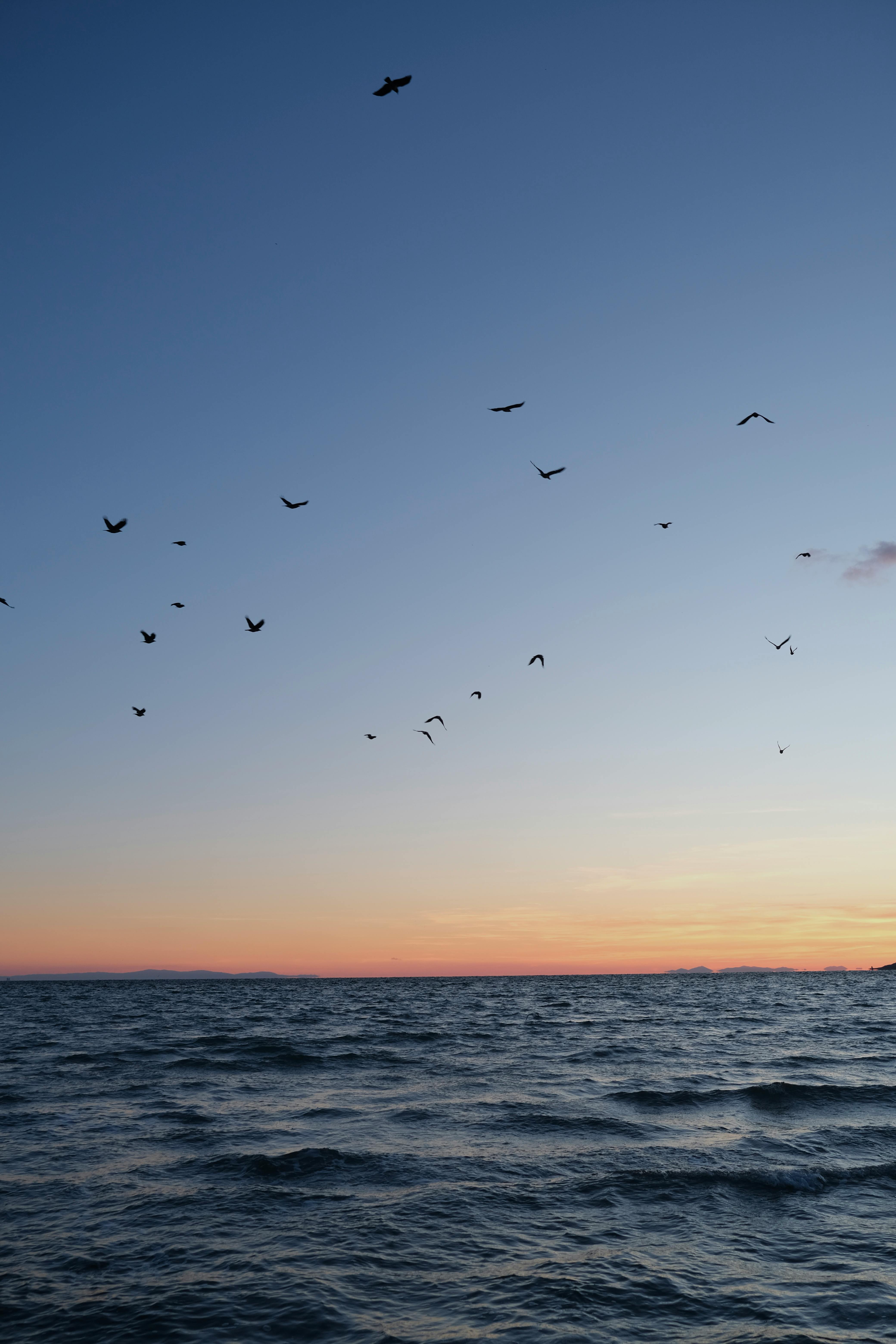 Gratis Uccelli che volteggiano sull'oceano durante un tranquillo tramonto a Büyükçekmece, Istanbul. Foto a disposizione
