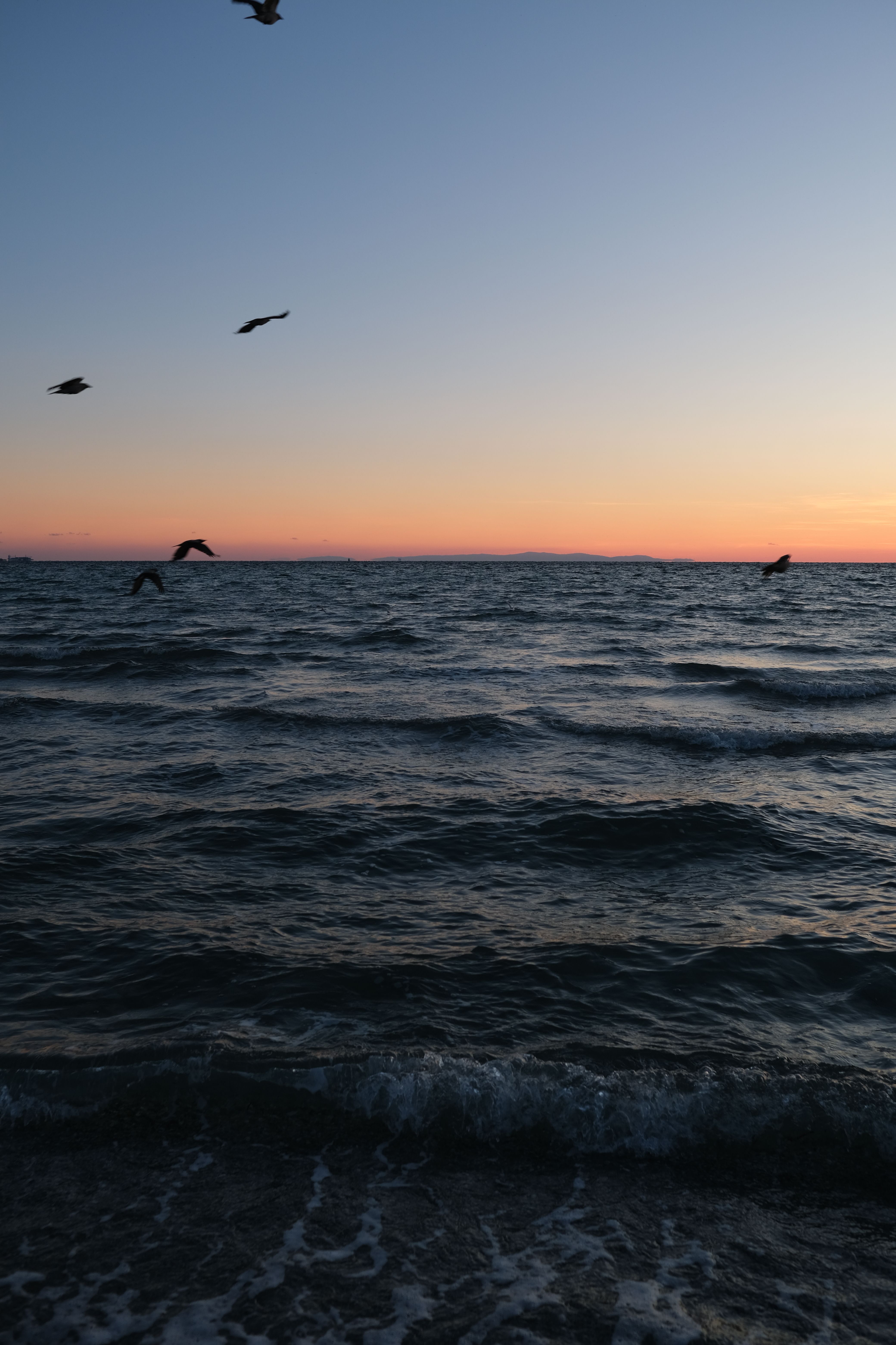 Serene Ocean Sunset with Birds in Flight · Free Stock Photo