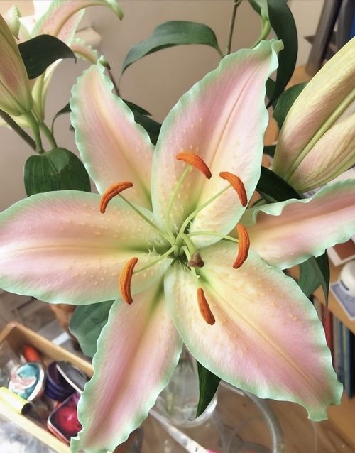 Free flowers  Stock Photo