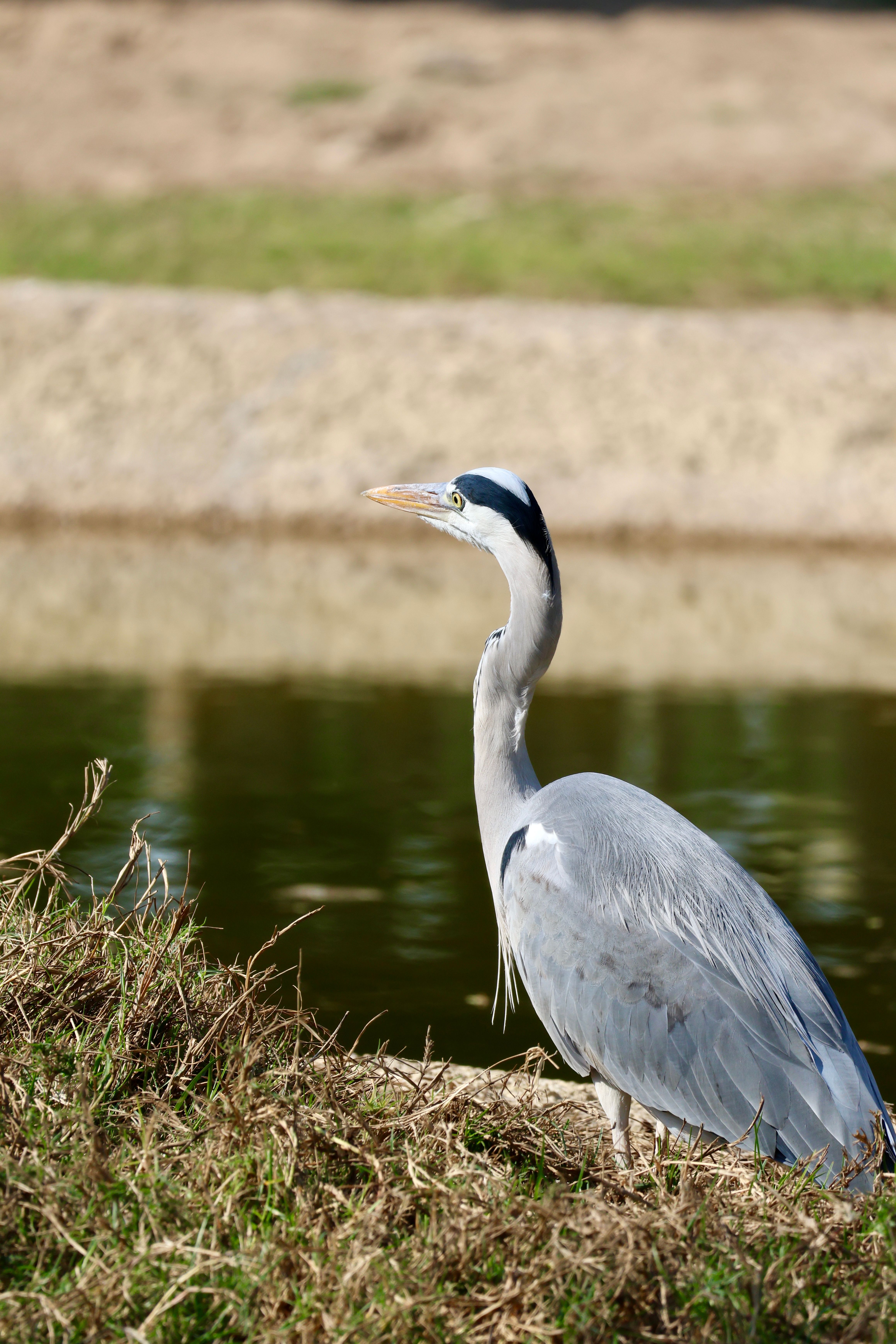 Bird Watching