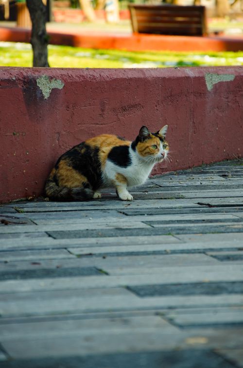 Free A calico cat sitting on a paved sidewalk outside with a red wall backdrop. Stock Photo