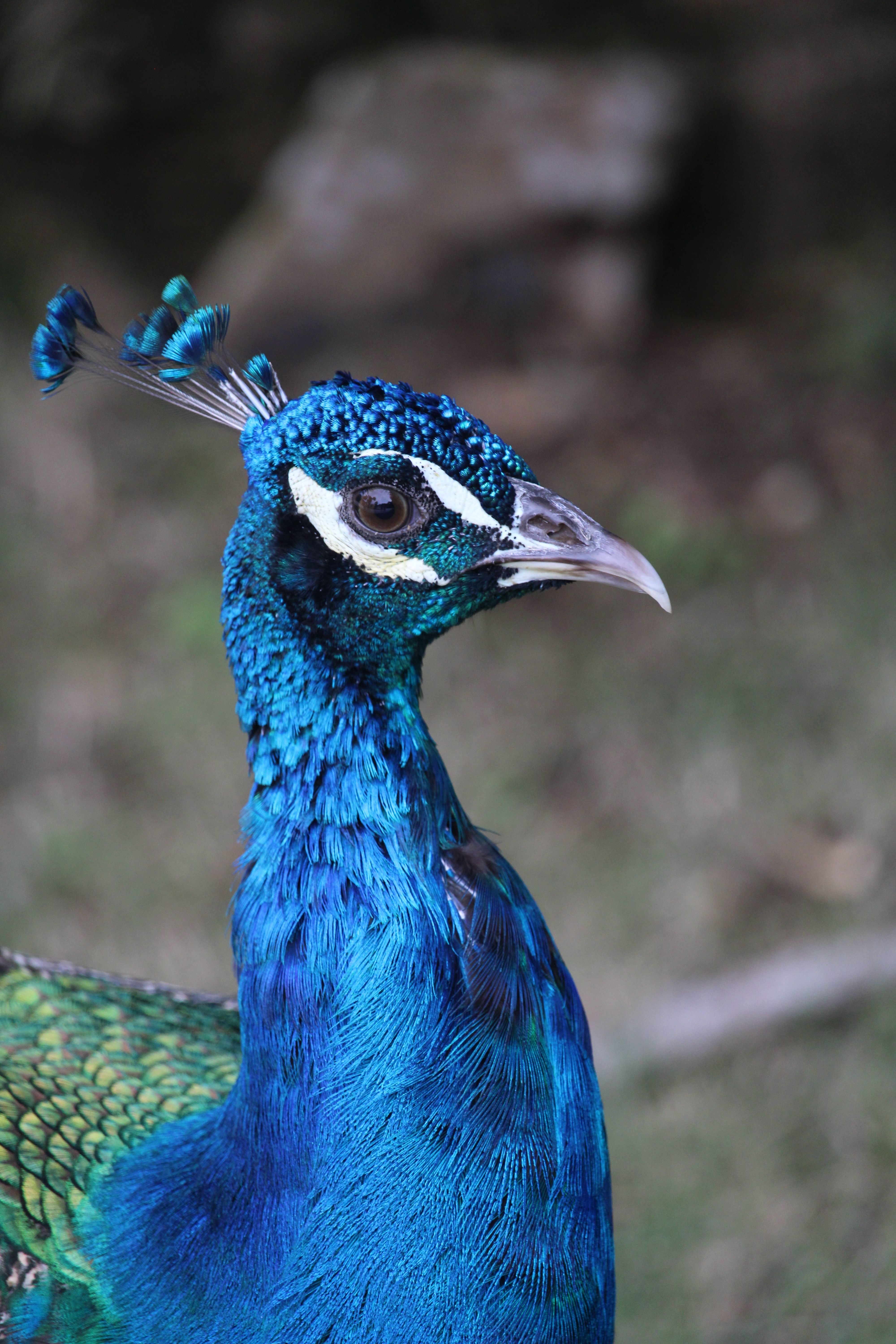 Close-Up of a Vibrant Male Peacock in Nature · Free Stock Photo
