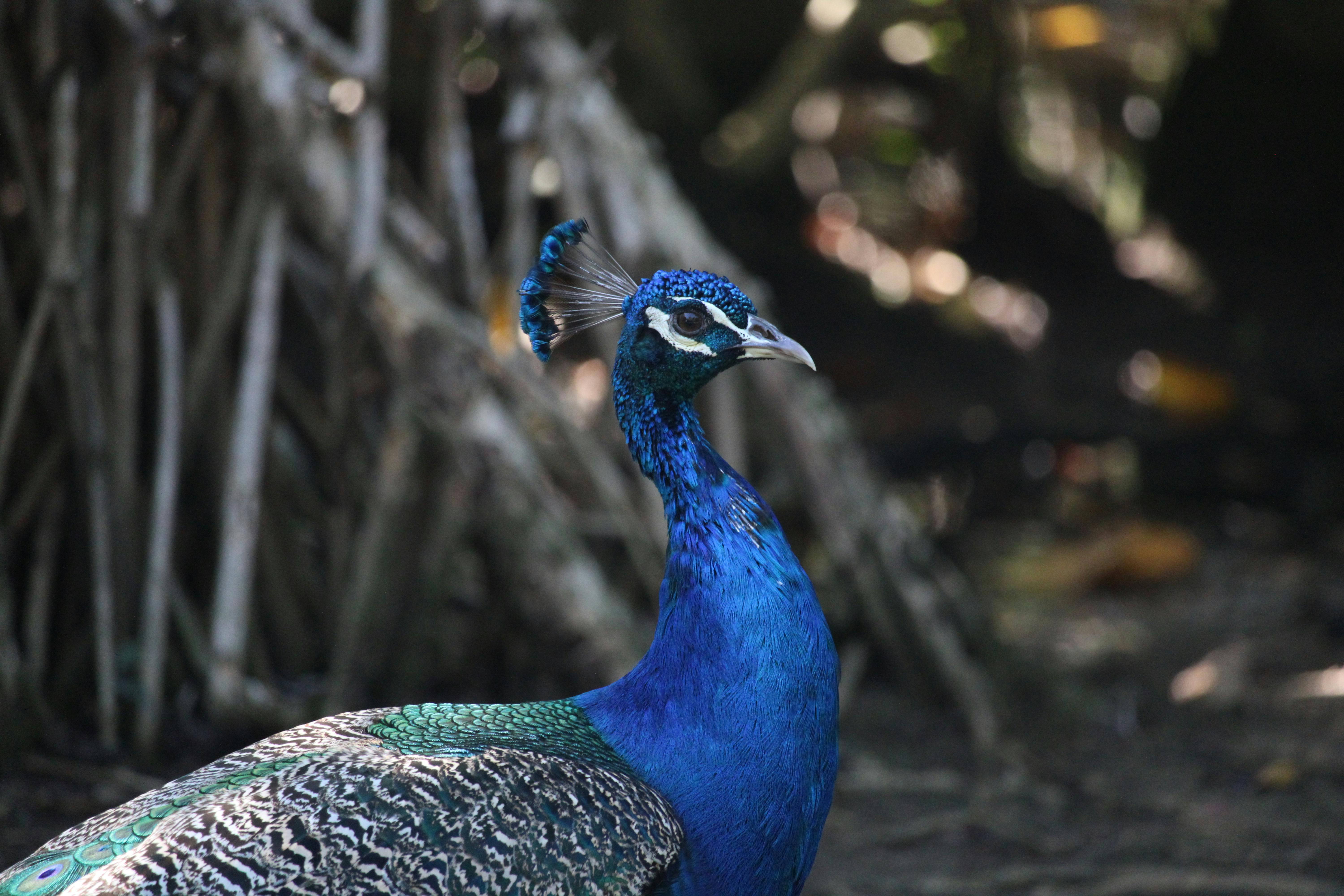Comparative Review: Tefal EasyMix‌ versus ‍Other Hand Blenders