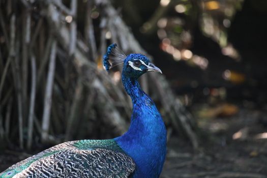 peacock photo