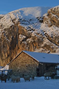 A rustic stone barn surrounded by snow-covered mountains and grazing sheep in a serene winter scene.