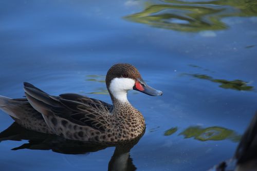 Free A beautiful teal duck gracefully swims in the vibrant waters of Punta Cana. Stock Photo